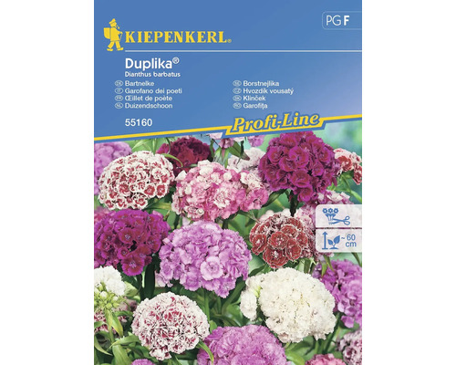 Bartnelke Kiepenkerl Blumensamen