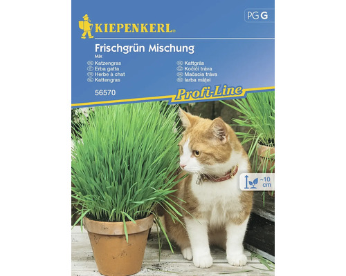 Katzengras Frischgrün Mischung Kiepenkerl