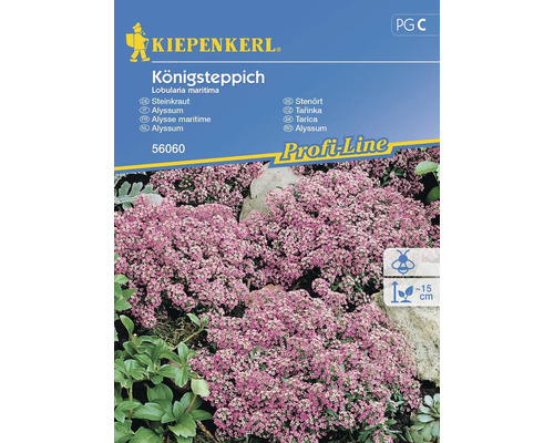 Steinkraut Kiepenkerl Blumensamen